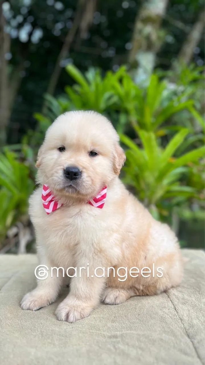 Filhotes Golden Retriever 