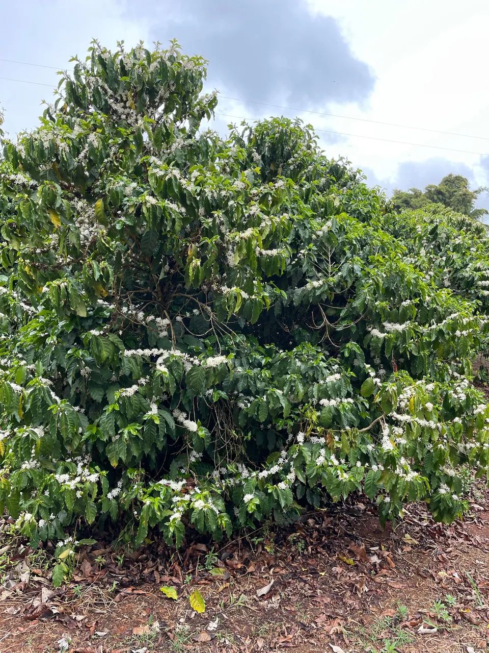 Fazenda café Sul de minas 