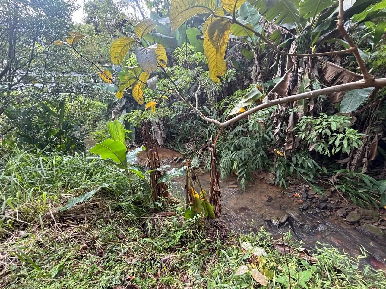 Sítio à venda em Águas Mornas SC - Foto 4