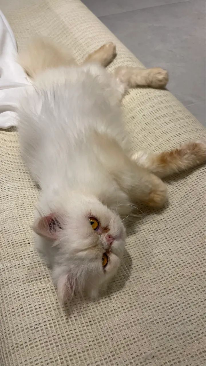 Gato persa macho  - Foto 3