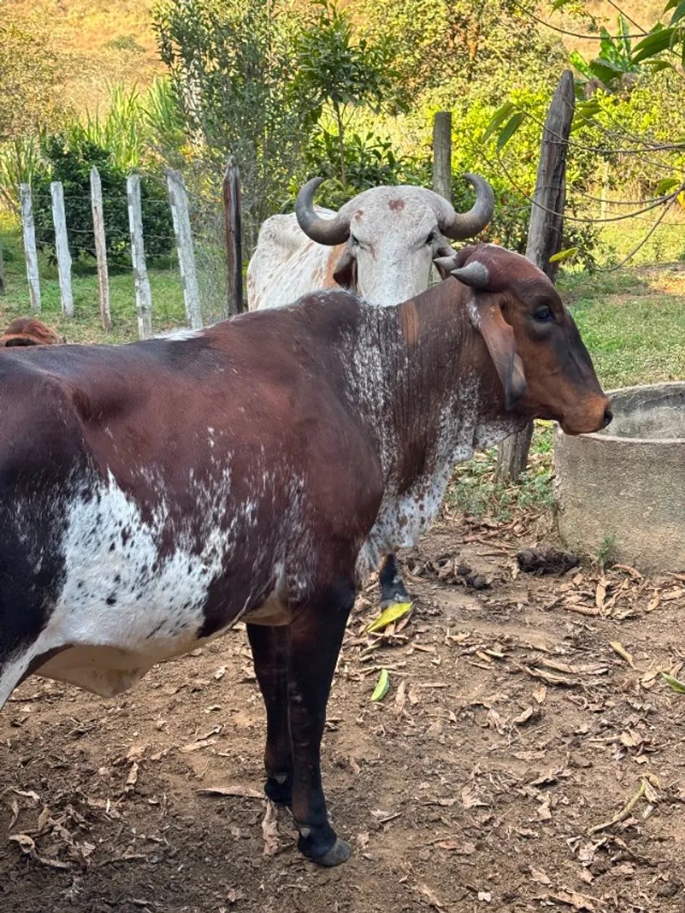 vacas