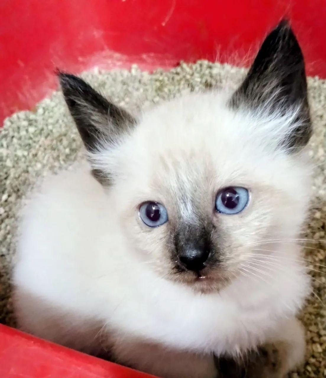 Gatinho filhote lindo para adoção