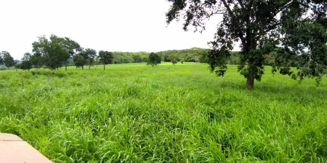 FAZENDA 680 HECTARES - Região de Guiratinga - Foto 6