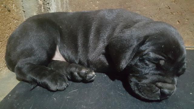 Filhotes de Presa Canário (Dogo Canário) - Foto 5