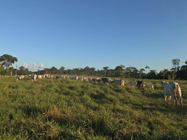 Fazenda no Acre - Foto 10
