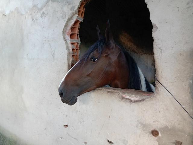 Cavalo campolina - Foto 3