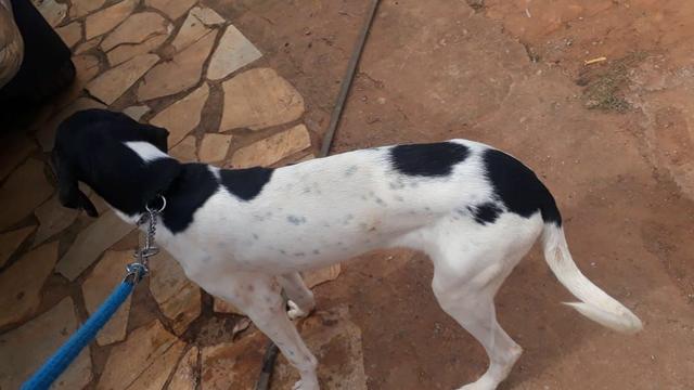 Cachorro - Foto 2