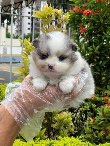 blue merle spitz