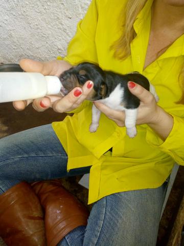 Terrier Brasileiro (Fox Paulistinha) alto padrão - Foto 4