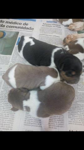 Terrier Brasileiro (Fox Paulistinha) alto padrão - Foto 5