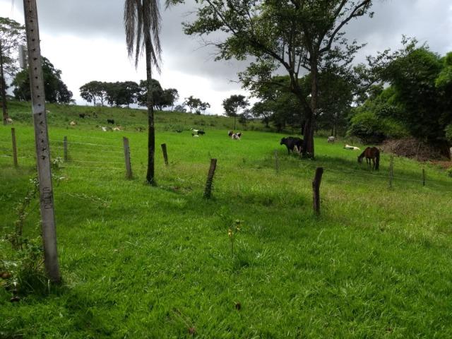 Fazenda 16,5 Alq - 50km de Goiânia - Hidrolândia - Entrada exclusiva - a 4 km da Rodovia - Foto 11