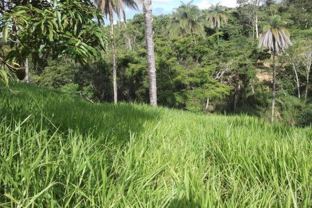 Fazendinha de 6.5 ha,perto do centro Jaboticatubas  - Foto 3