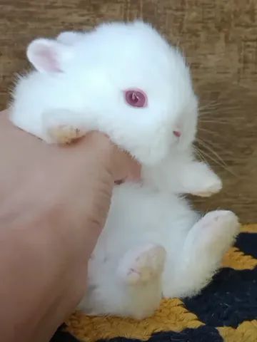Vendo filhote Coelho anão Netherland Dwarf