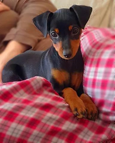 Pinscher filhotes disponíveis 