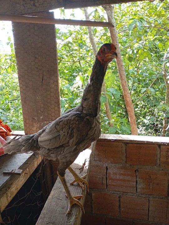 Franga india - Foto 2