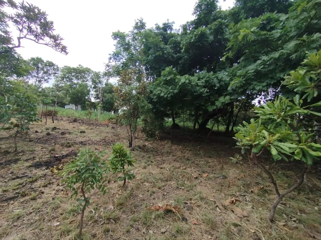 Chácara com 1000m2 na saída para Lajeado - Foto 6