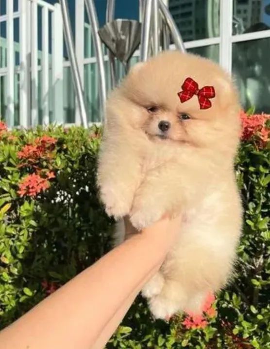 Vendo Filhotes Lulu da Pomerânia/Spitz Alemão  - Foto 3