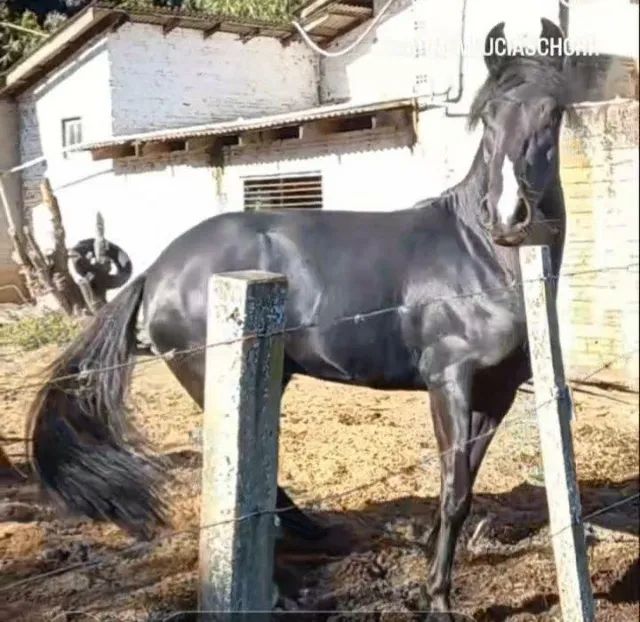 Cavalo crioulo