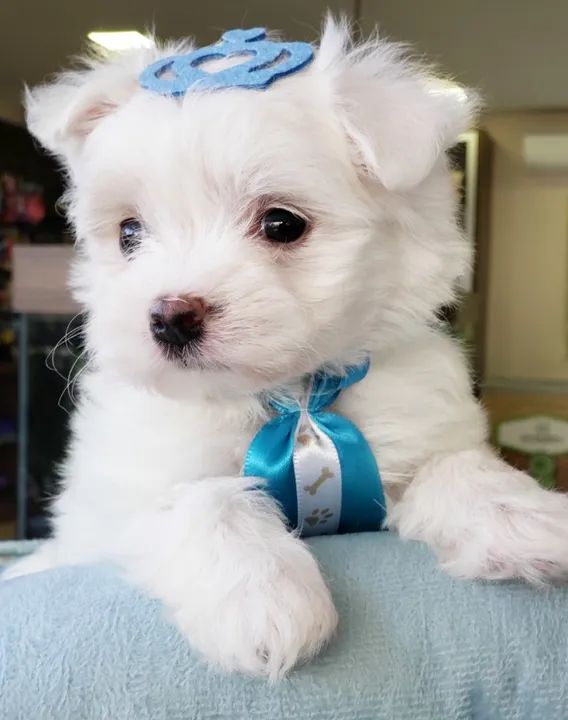 filhote macho de Maltês  - Foto 3