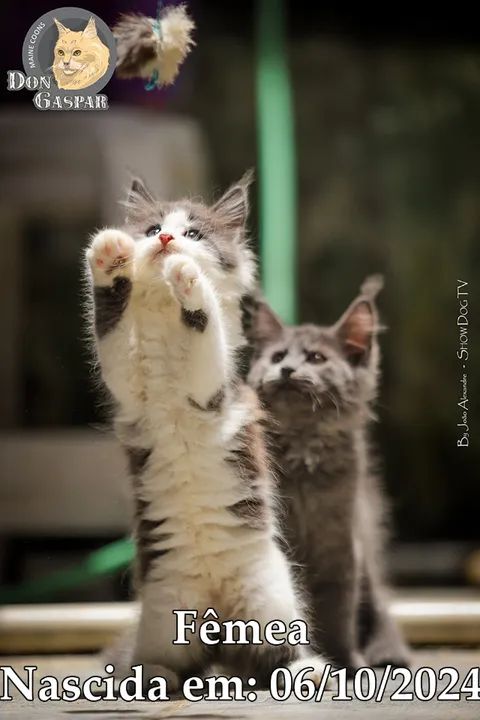 MAINE COONs filhotes (fotos reais) - Foto 6