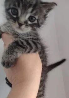 Doação de filhotes de gatinho - Lindos