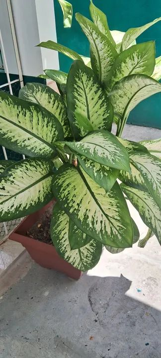 Vendo essas plantas muito bonitas cada uma tem um preço * - Foto 6