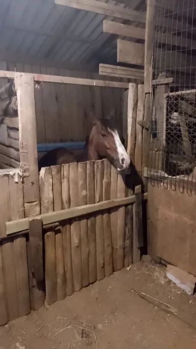 Cavalo criolo - Foto 2