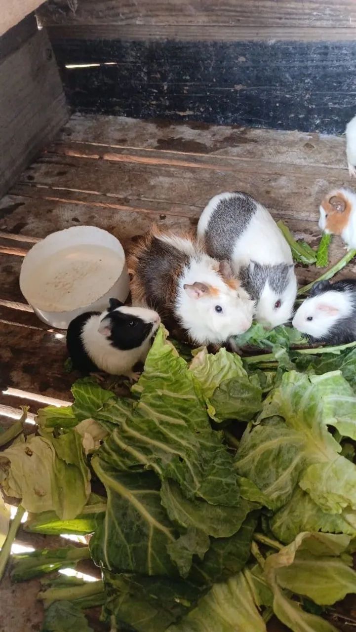 Porquinhos da india64672878314882121