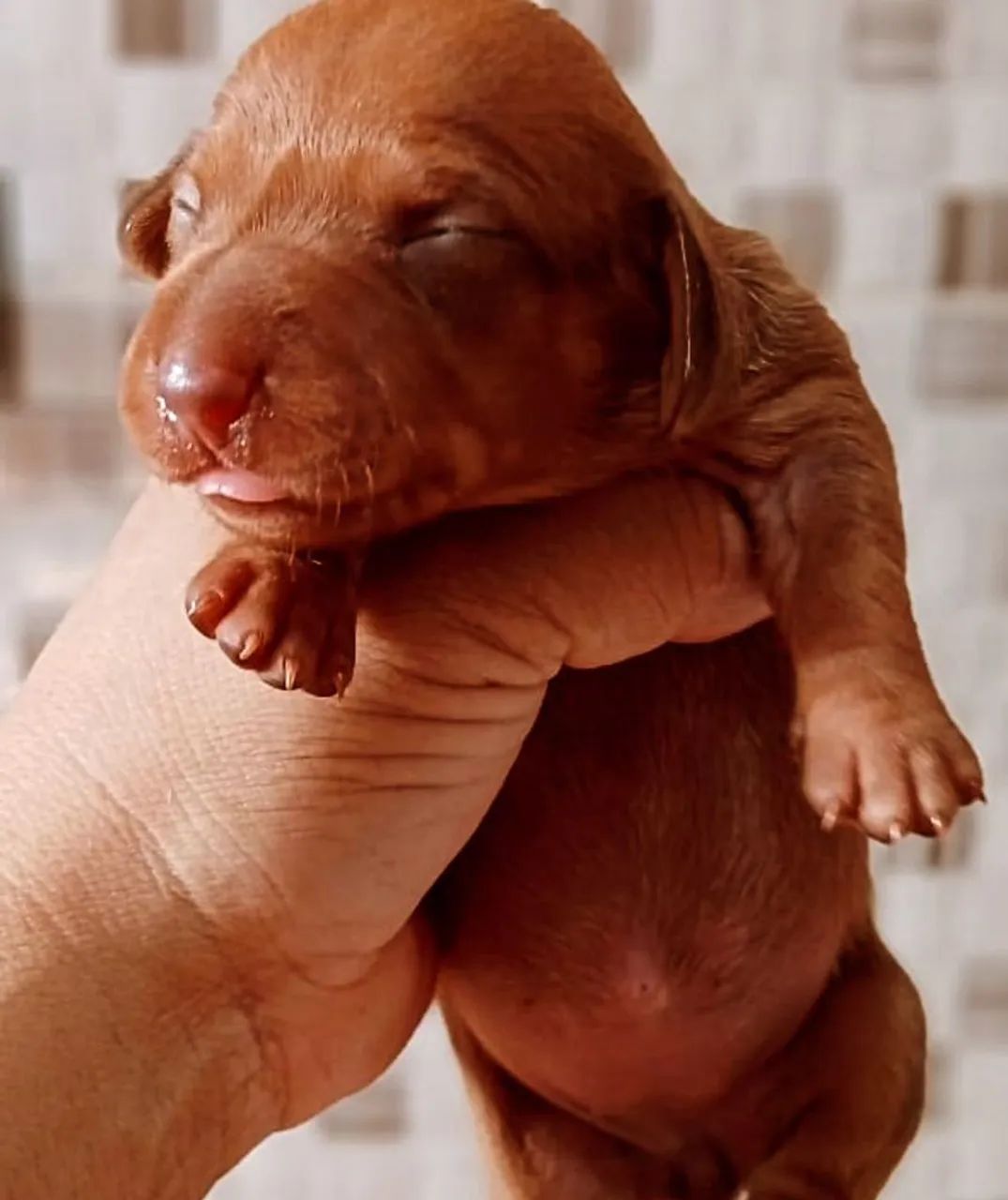Basset dachshund machos e femeas pelo curto 
