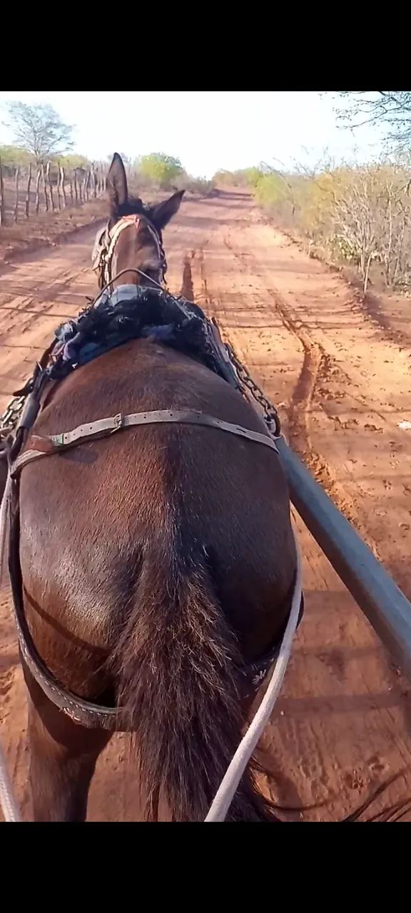 Mula de marcha picada apta a qualquer modalidade de trabalho  - Foto 4