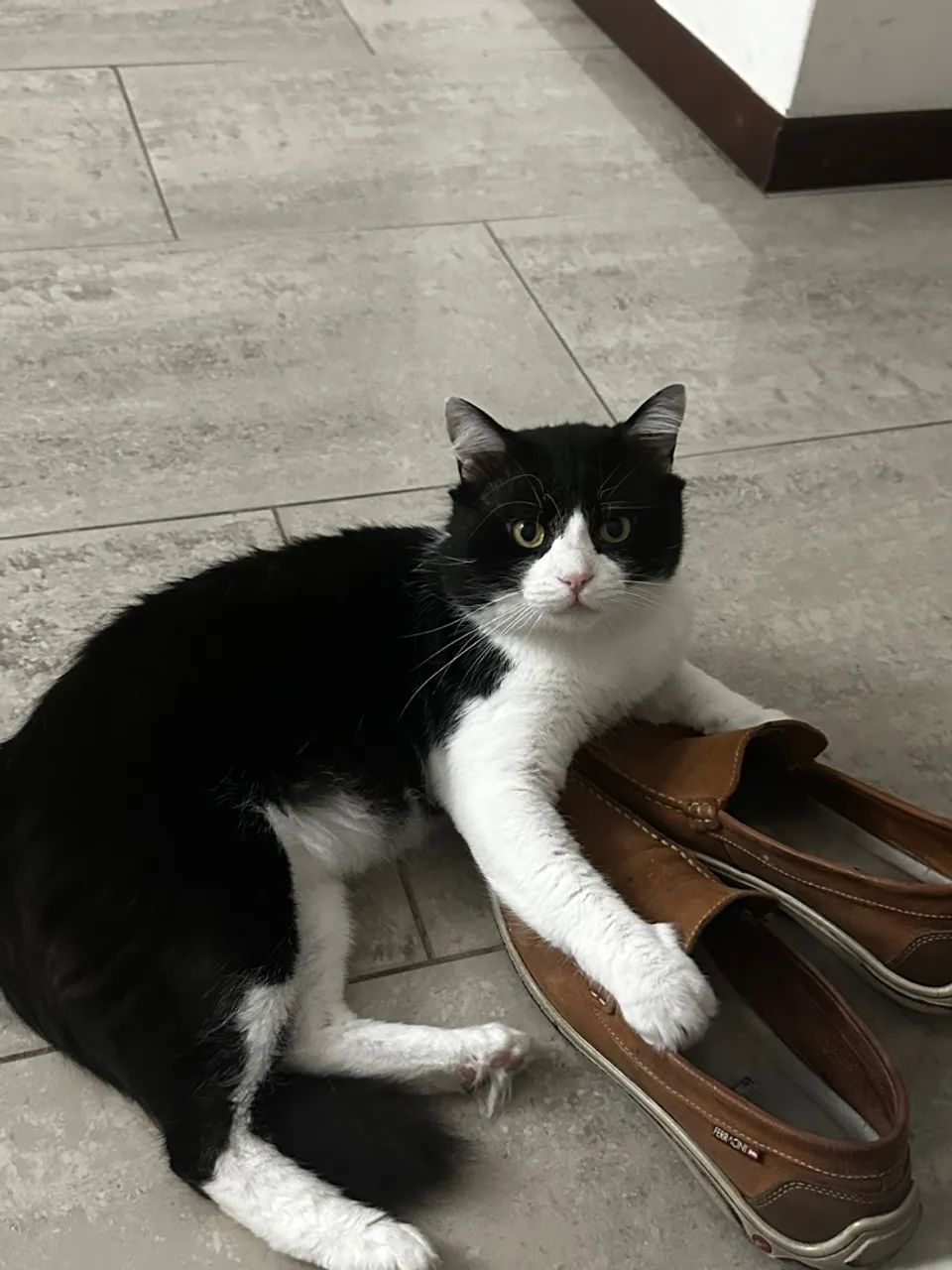 Gato Frajola