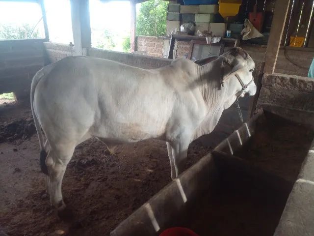 Otimo terneiro brahma