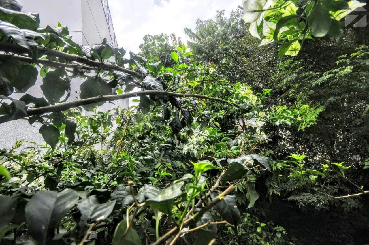 Terreno para aluguel em Vila Lemos, Campinas - SP | Cód 22771 - Foto 3