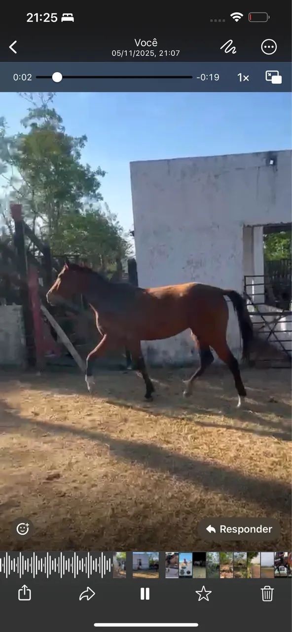 Égua Neta do Roxao esteira P.O - Foto 2