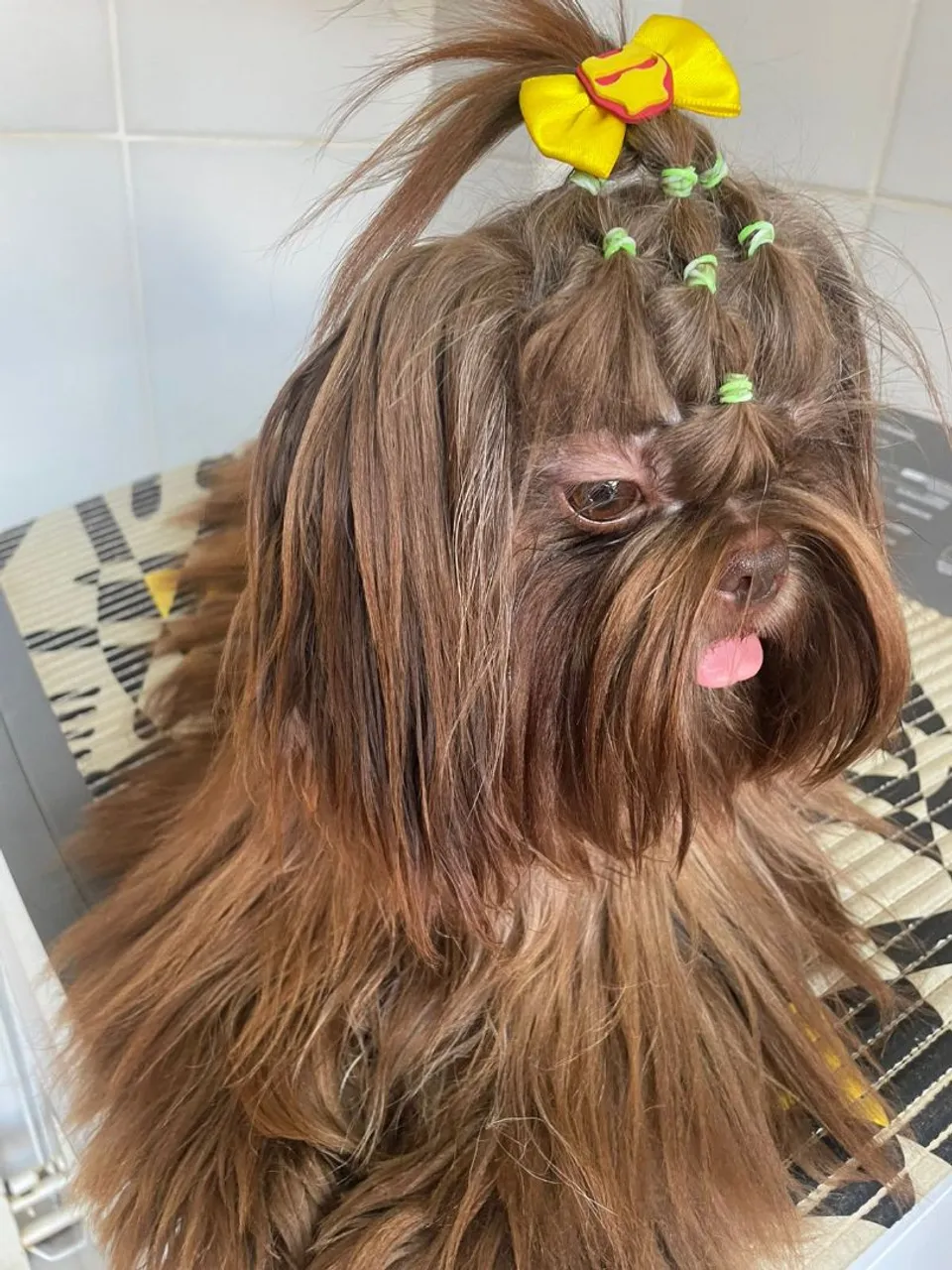 Shih Tzu Filhote Charmoso e Adorável