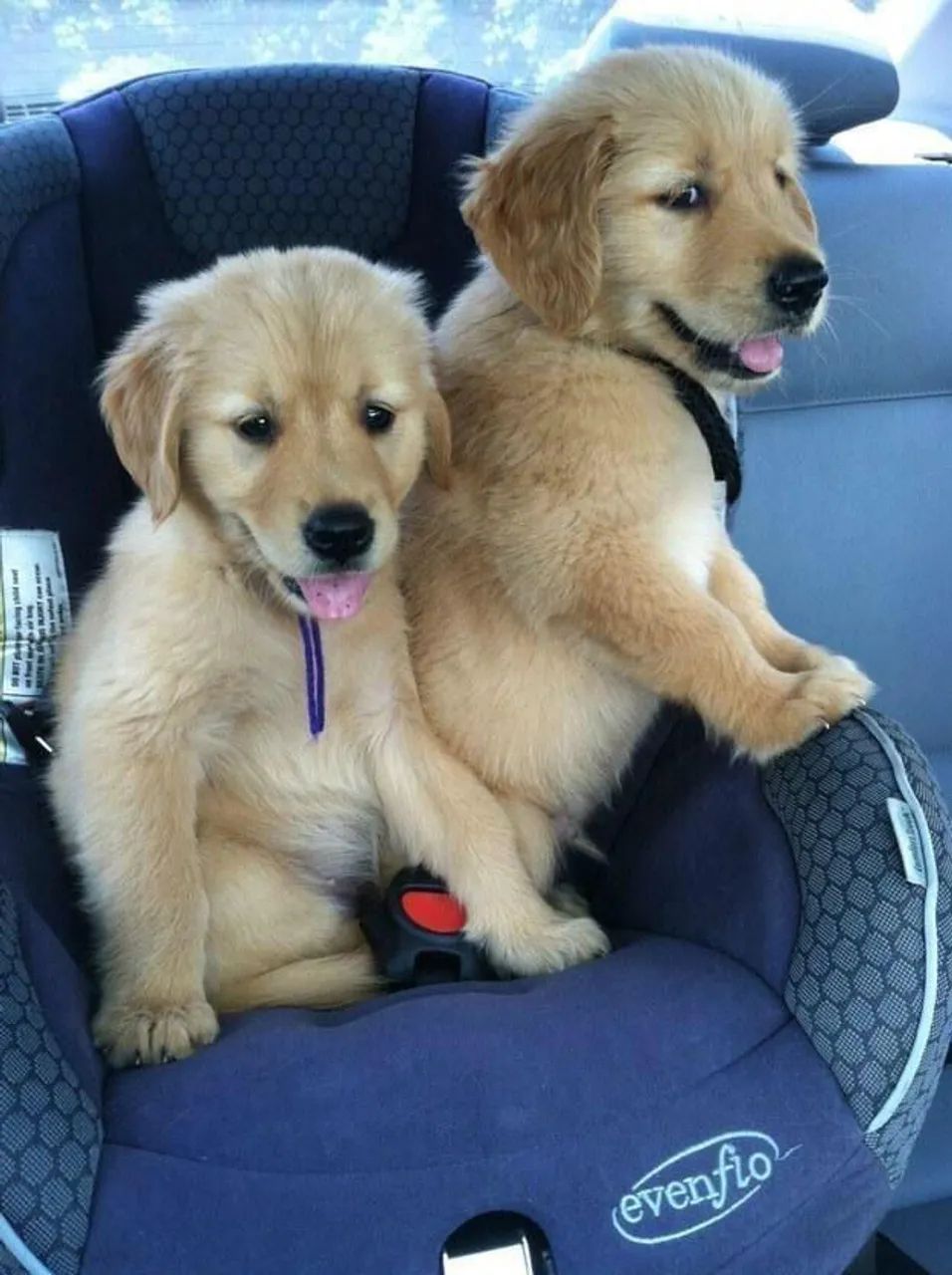 Golden irresistíveis que vão ganhar seu coração 