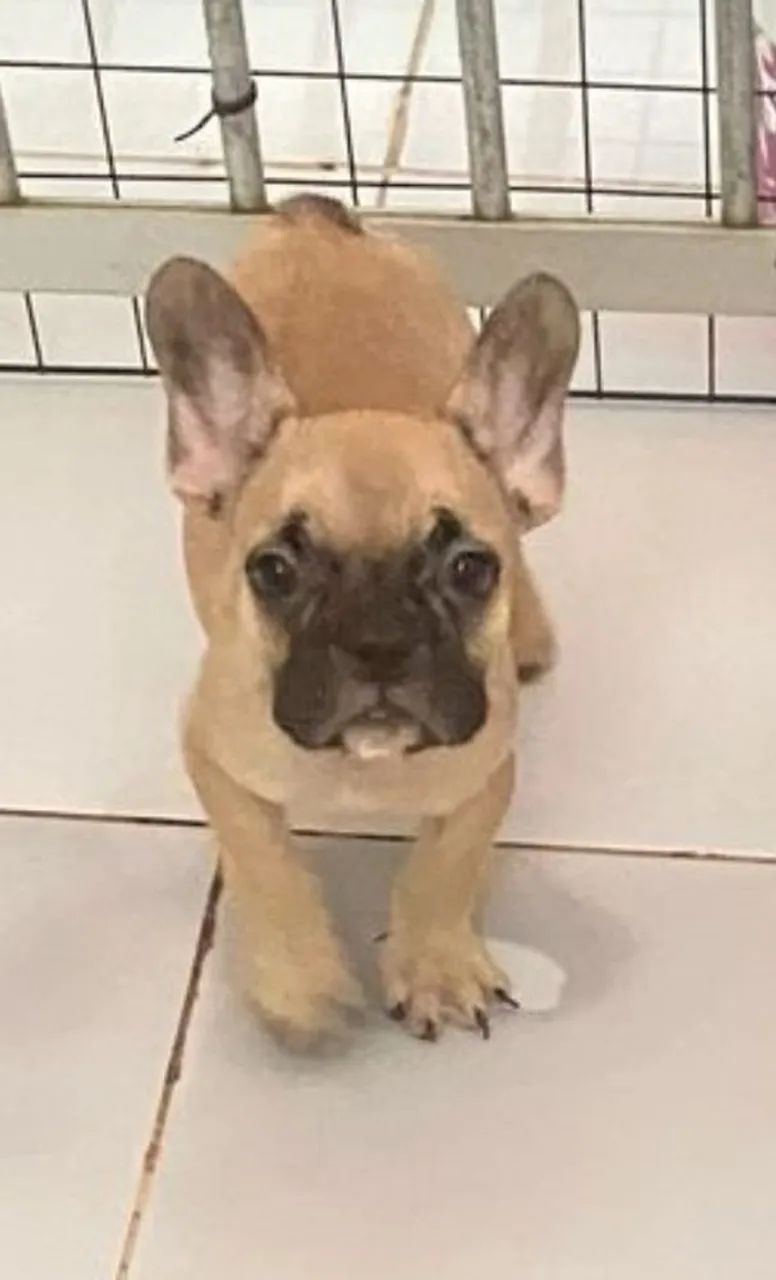 Cachorros de raça pug e buldogue francês com pedigree  - Foto 3