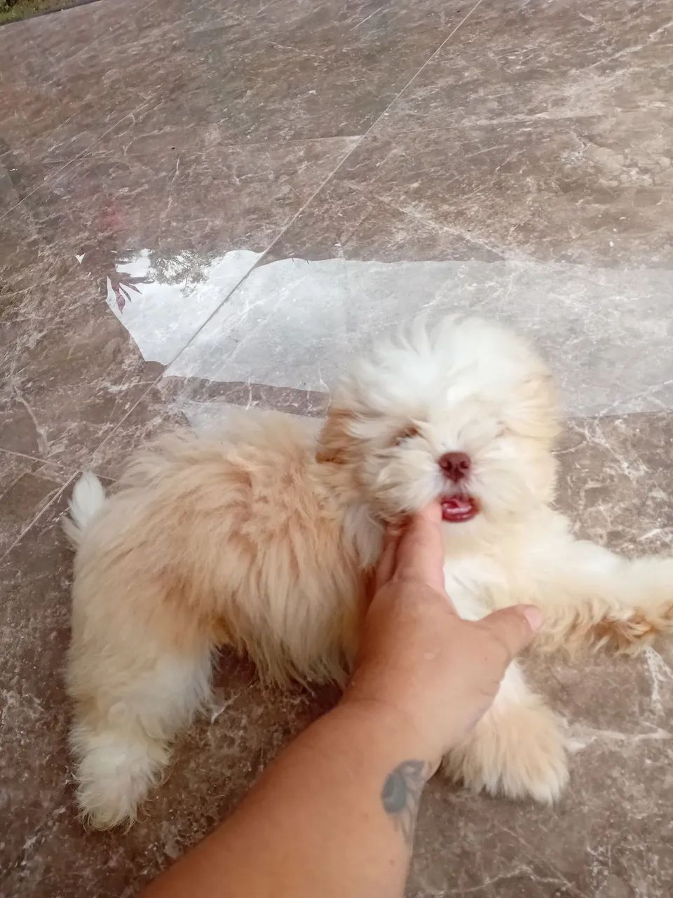 Filhote Shih Tzu - Foto 2