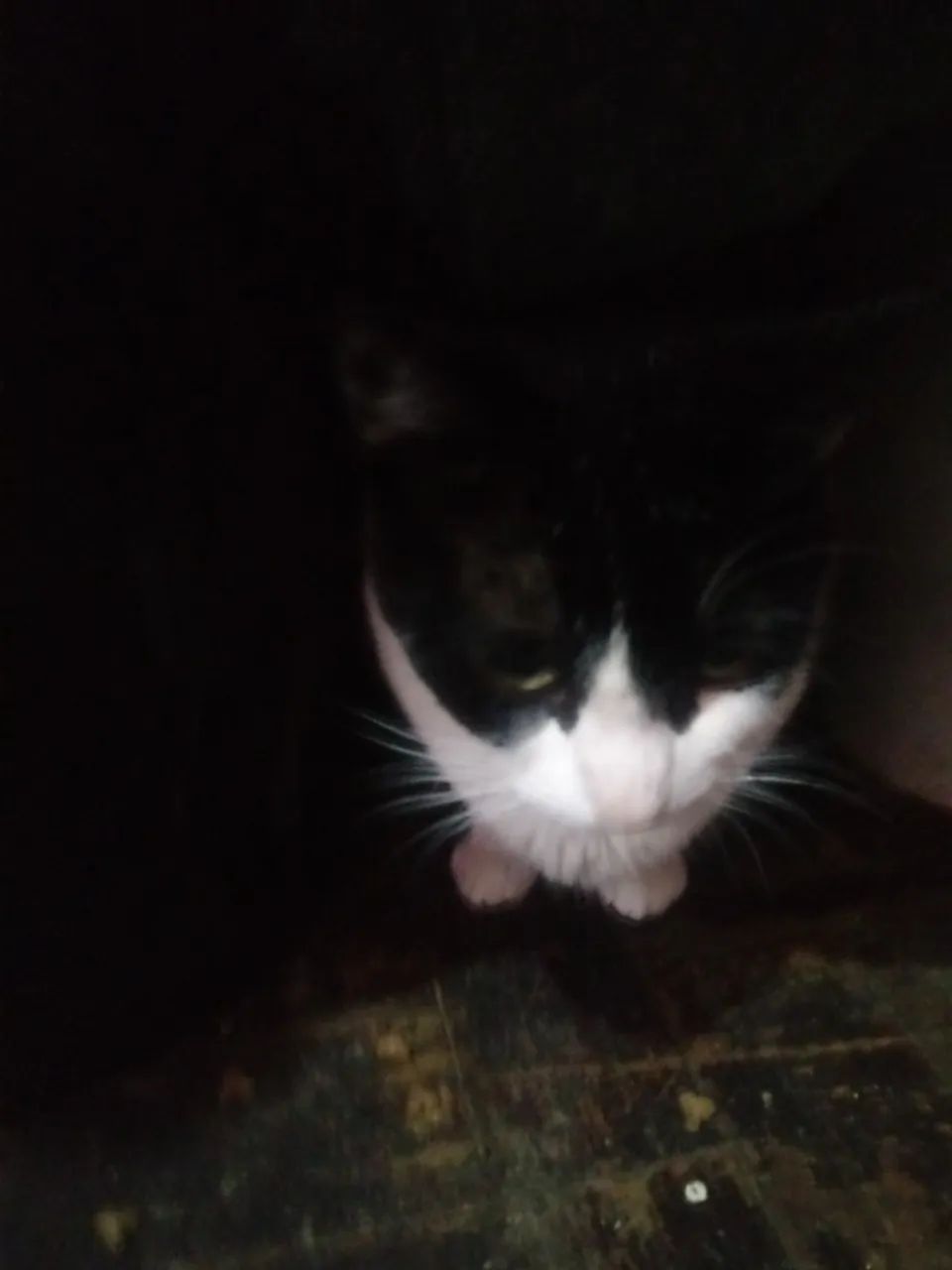 Gata para adoção - Foto 2