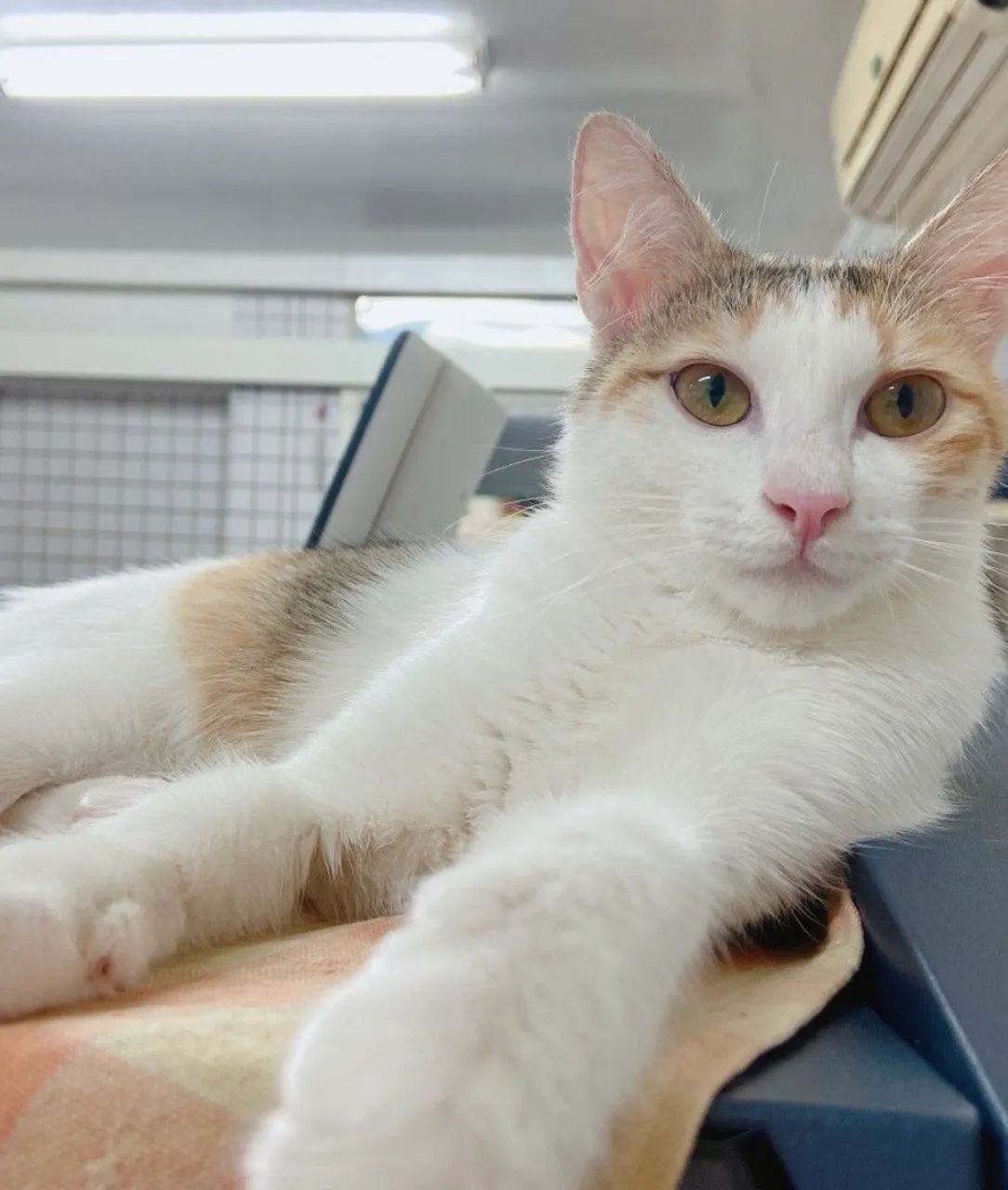 American Curl Filhotes Encantadores na Cor Creme