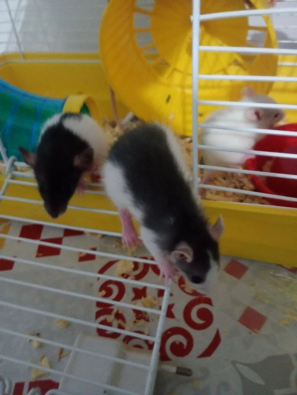 Roedor Twister  - Foto 5