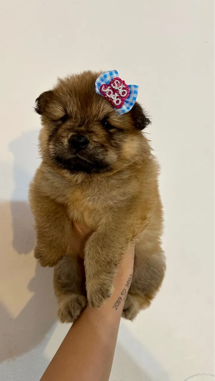 Filhote de Chow Chow