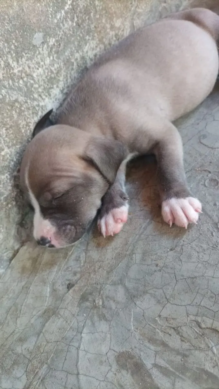 Filhote Pitbull Rede nose