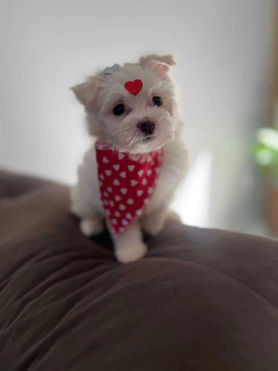 Filhote de Maltês com Coração