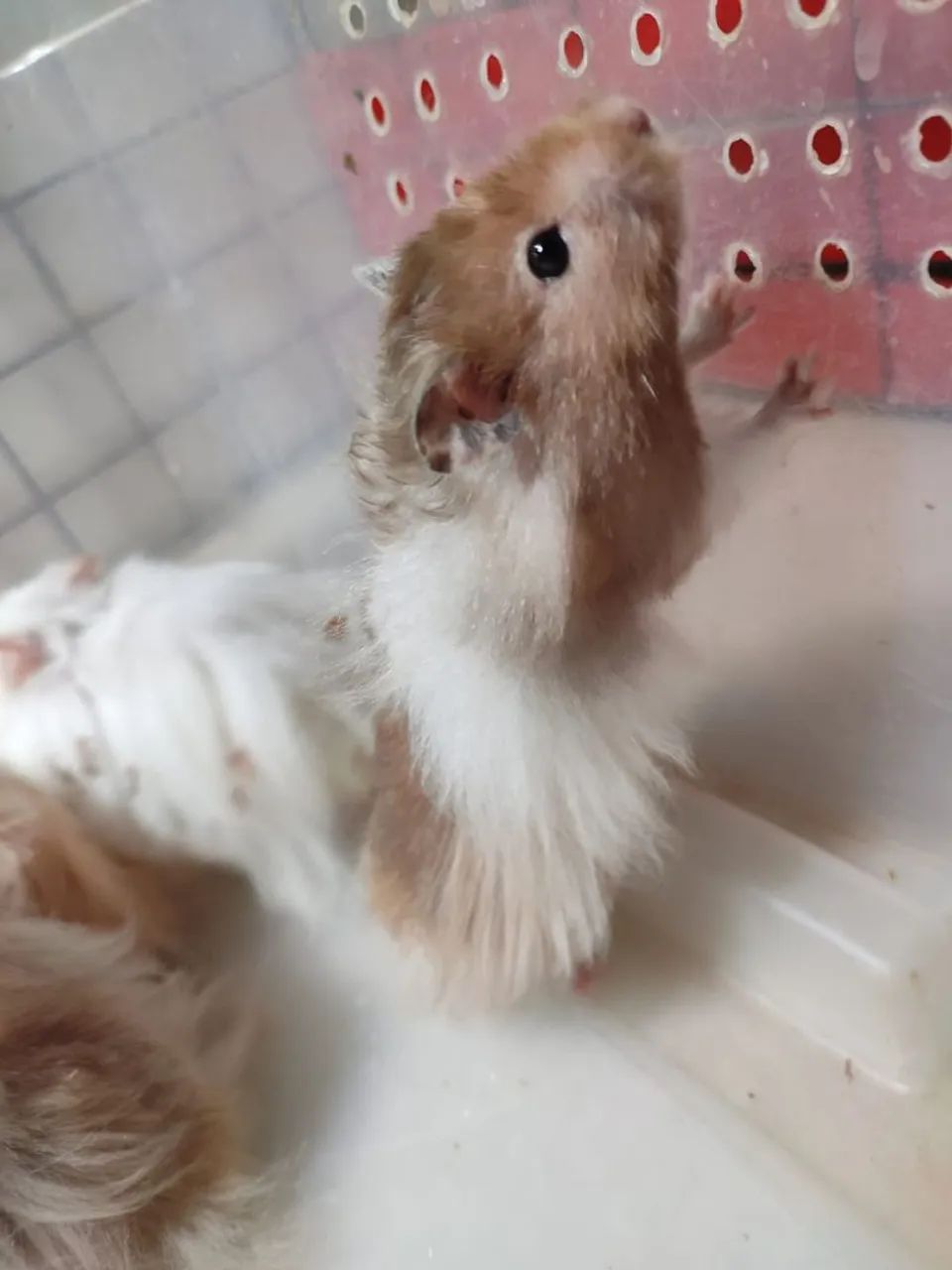 Criatório Roedores e Cia (hamster sírio e sírio angorá) - Foto 3