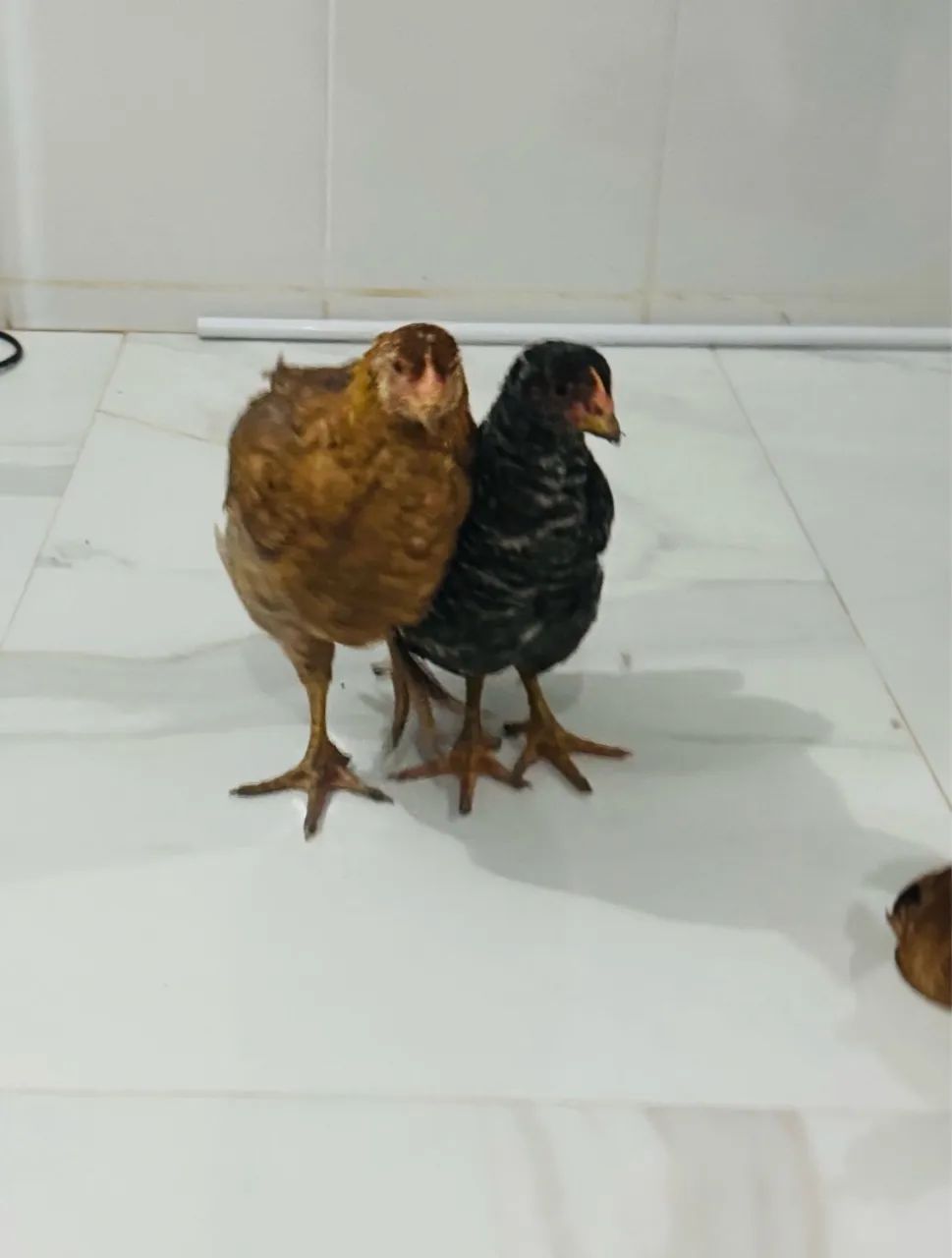 Vendo frangos e frangas  - Foto 4