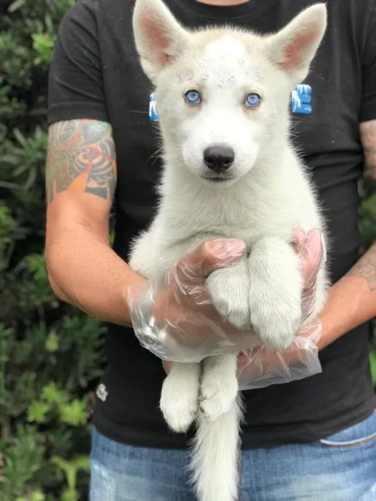 Husky Siberiano branco maravilhoso olhos azuis- Filhote já vacinado (V10 importada)