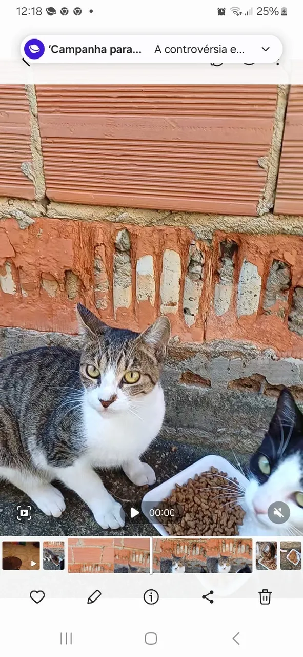Gatinho fofo