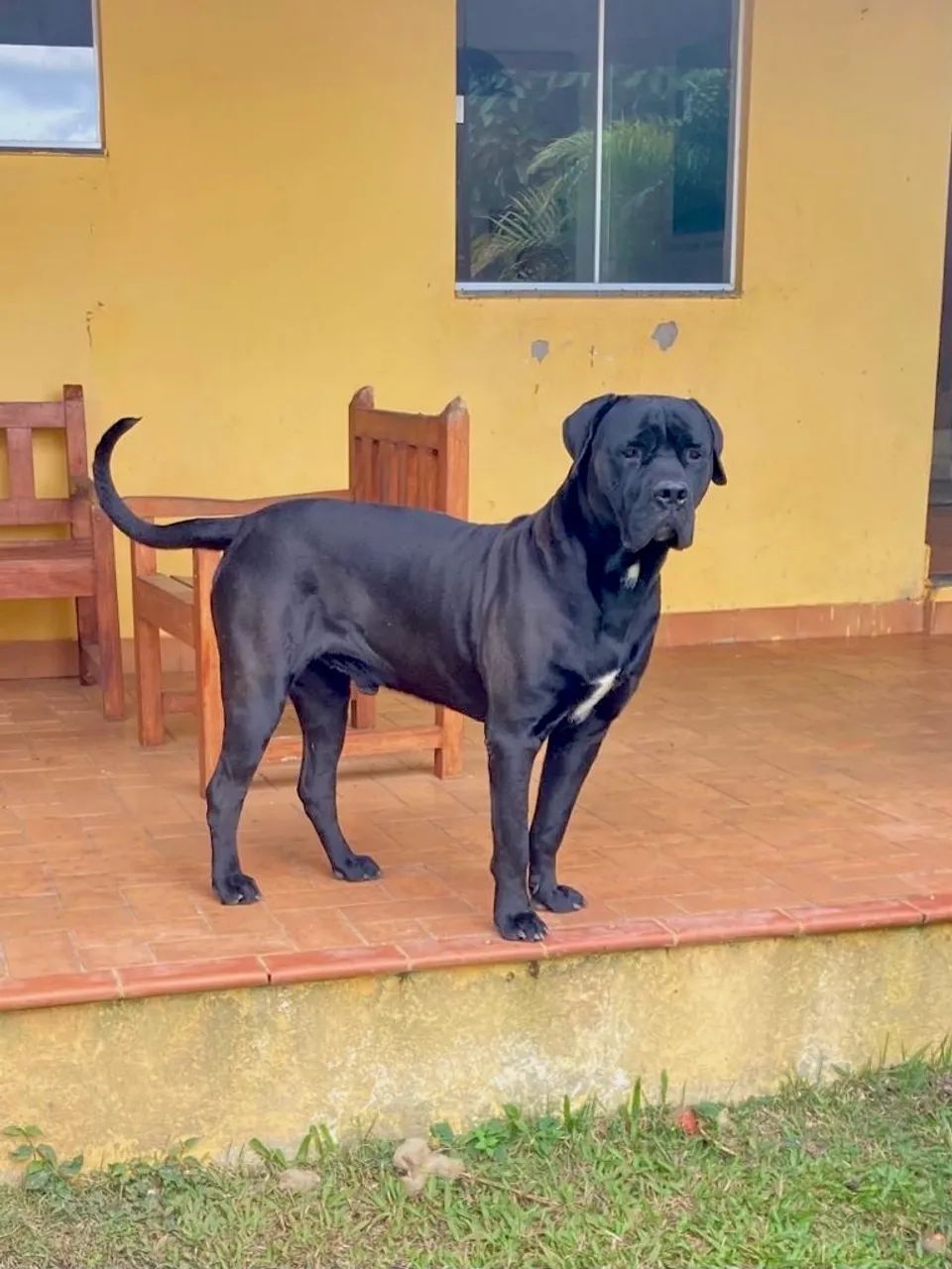 Cane Corso padrão internacional genética campeã - Foto 2