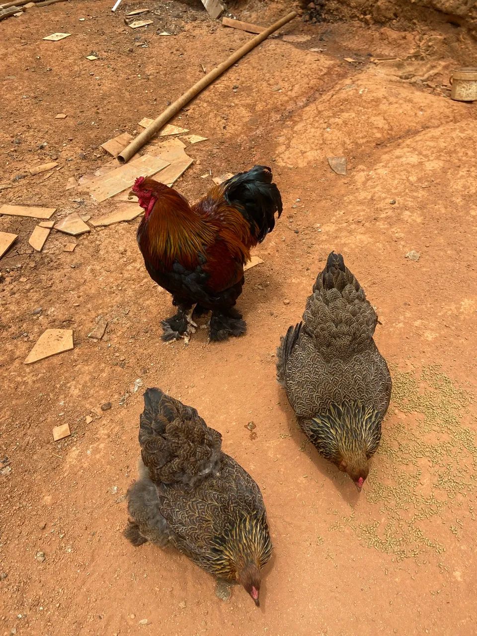 Ovos Brahma Perdiz GALADO! - Foto 4